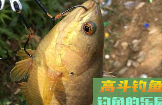 过山鲫为什么能自己上岸并行走？怎么钓过山鲫