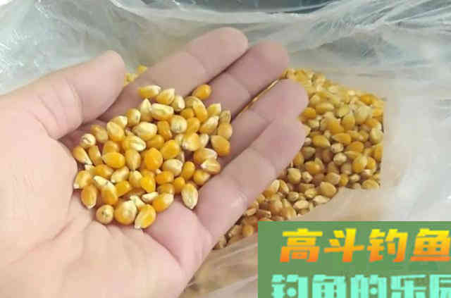 难怪草鱼钓了一尾又一尾,原来有这绝招 难怪草鱼钓了一尾又一尾,原来有这绝招