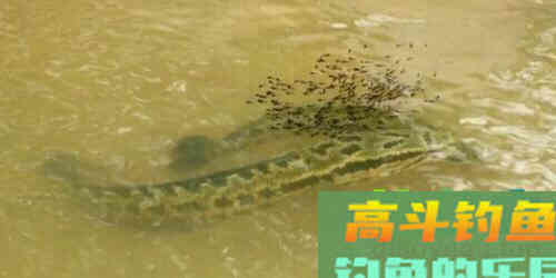 夏季钓黑鱼，分析黑鱼的生活习性选择合适钓法