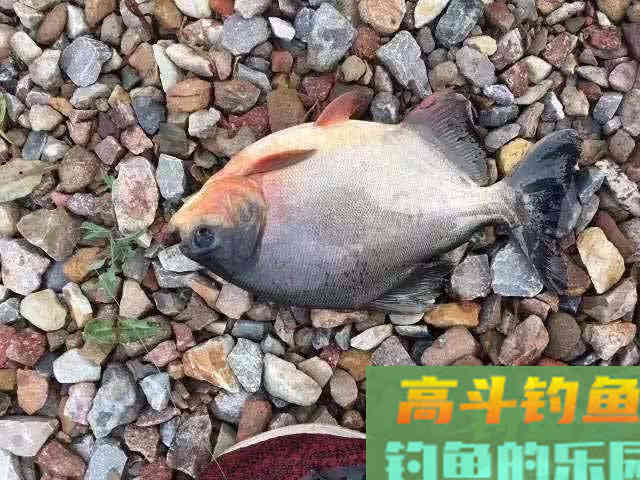 垂钓淡水白鲳，的用饵、钓具选择与钓法技巧