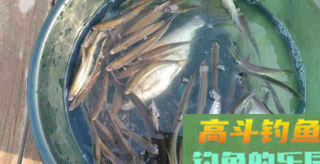 那些看不上白条的钓鱼人，钓了几年空军几年