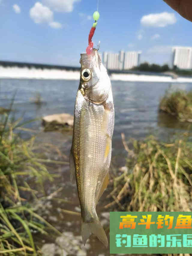 秋季钓翘嘴攻略，根据时段找钓位，特种钓法分享