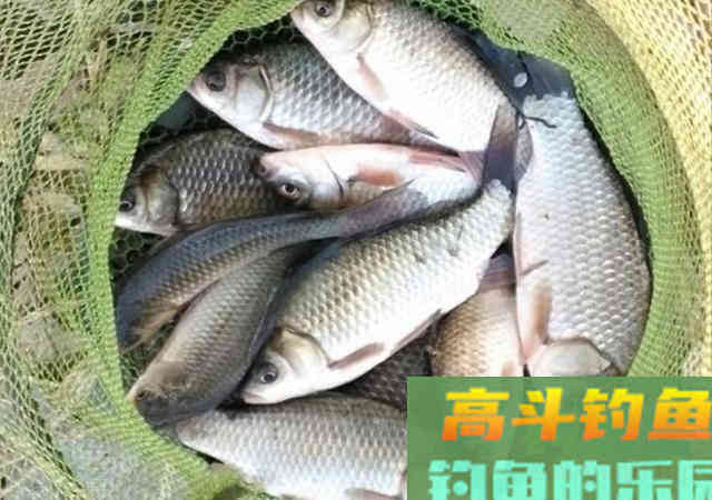 春季钓获罕见2斤的巨型鲫鱼，野钓鲫鱼详细攻略教学