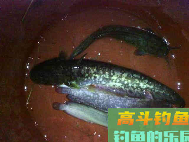 秋季夜钓鲶鱼是全年最好季节,总结5个技巧 秋季夜钓鲶鱼是全年最好季节,总结5个技巧