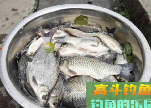 在寒冷的冬季钓大鲫鱼时,可以选用的几个作钓方法 在寒冷的冬季钓大鲫鱼时,可以选用的几个作钓方法