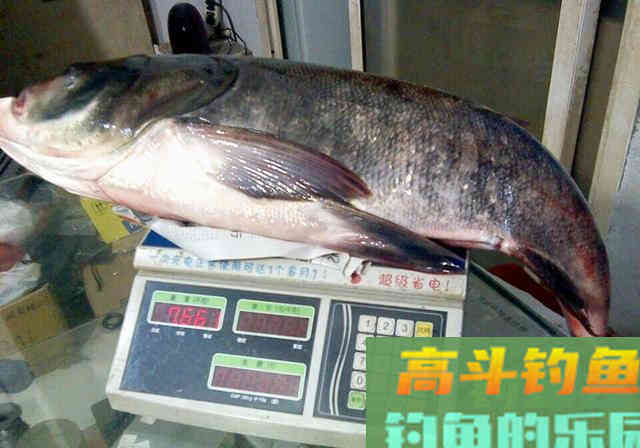 鲢鳙并非稀有鱼种，为何一些水域不让钓？老板说出真相
