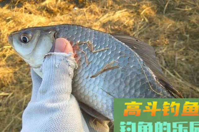 初冬板鲫不上钩?老司机提醒:那是你没用这3招 初冬板鲫不上钩?老司机提醒:那是你没用这3招