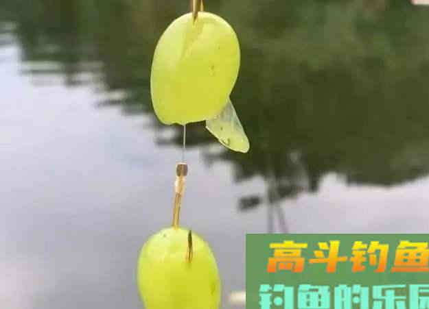 葡萄钓草鱼效果为什么这么好，因为这几点原因