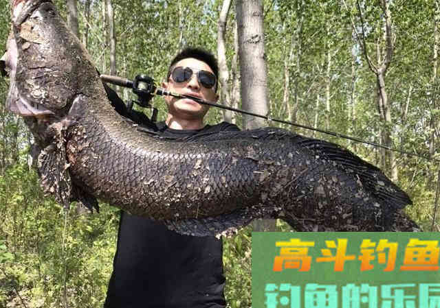 当水中霸主黑鱼,遇到水老虎鱤鱼,究竟谁是王者 当水中霸主黑鱼,遇到水老虎鱤鱼,究竟谁是王者