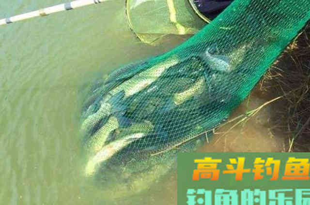 草鱼这个钓法最近火了，简单易上手，新手一学就会