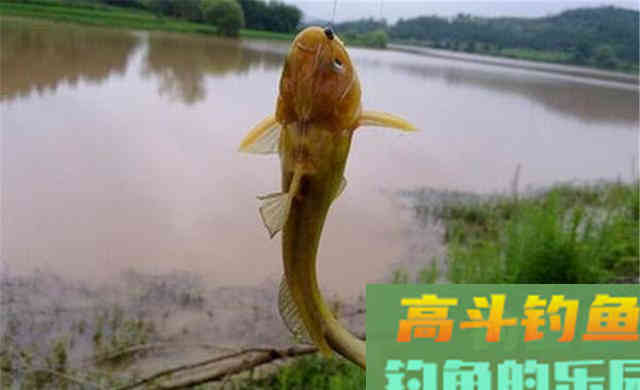 深秋野钓黄颡鱼,在这四种位置下竿 深秋野钓黄颡鱼,在这四种位置下竿