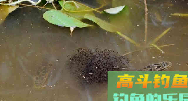 含辛茹苦养孩子,却被指责吞食幼崽!黑鱼为何蒙受不白之冤 含辛茹苦养孩子,却被指责吞食幼崽!黑鱼为何蒙受不白之冤