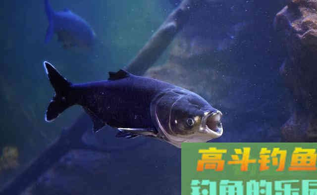 只需1块钱成本的自制鲢鳙饵，PK&ldquo;金版浮钓鲢鱼