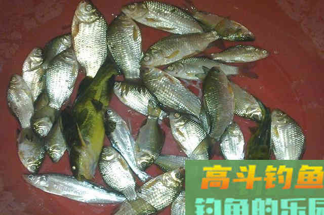 秋钓好鲫鱼不再难,学会这些神技即可 秋钓好鲫鱼不再难,学会这些神技即可