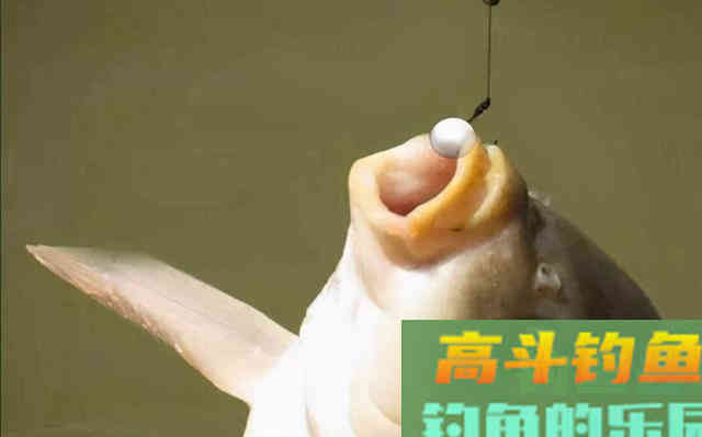 针对性很强的泡沫钓饵,避小取大,乃钓鲫鱼的利器 针对性很强的泡沫钓饵,避小取大,乃钓鲫鱼的利器
