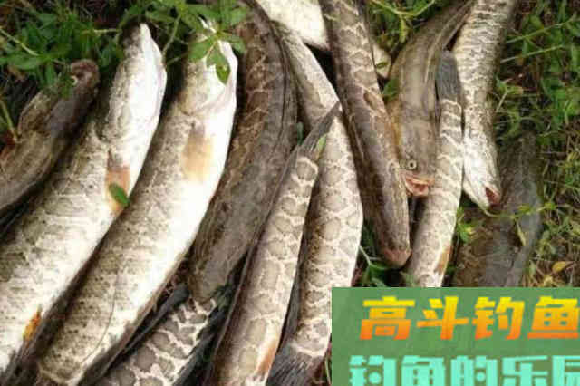 天气再热只要用好这套黑鱼钓法