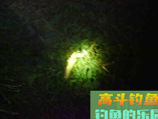 秋季夜钓鲶鱼是全年最好季节,总结5个技巧 秋季夜钓鲶鱼是全年最好季节,总结5个技巧