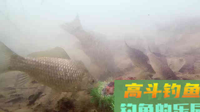 为什么野钓鲫鱼不建议浮钓?看完你就明白了 为什么野钓鲫鱼不建议浮钓?看完你就明白了