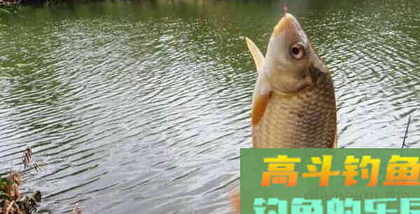 何为逗钓？深度解析逗钓的种类及各自使用方法及特点