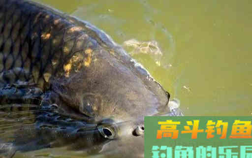 六个钓鲤鱼的野路子,专攻库钓上鱼率提升80% 六个钓鲤鱼的野路子,专攻库钓上鱼率提升80%