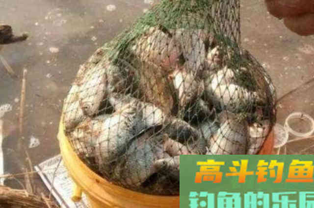 实话告诉你，这鲫鱼钓法比手竿钓更管用