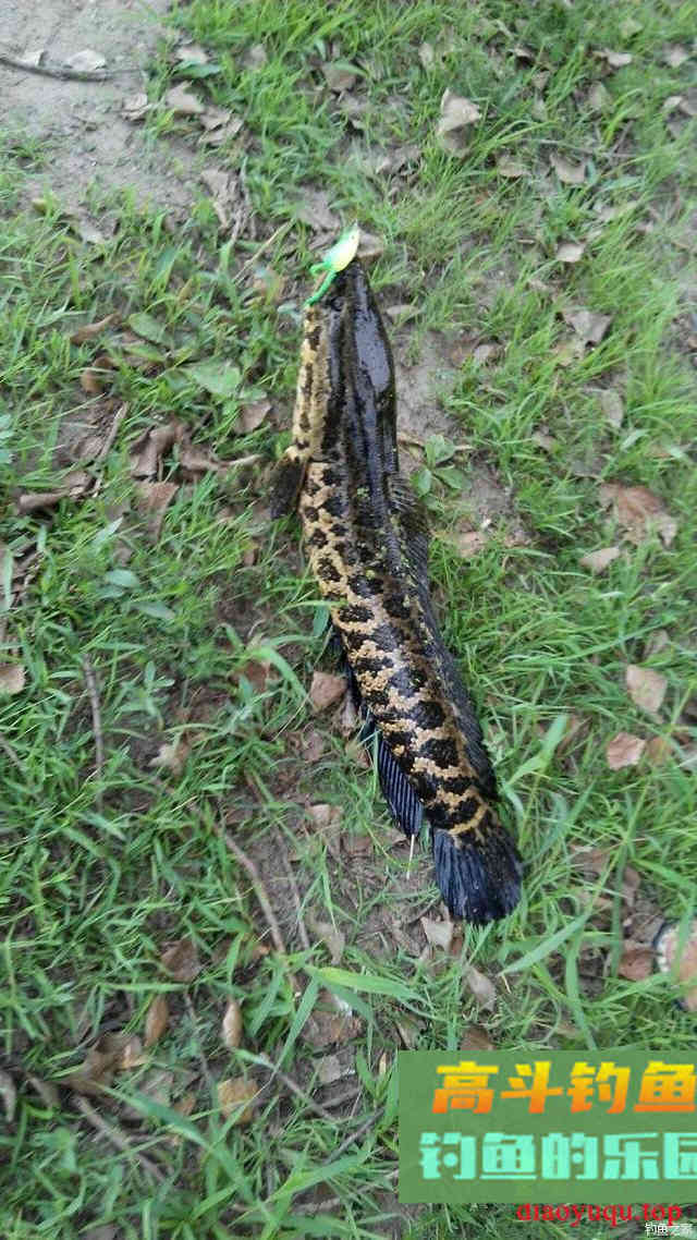 夏季黑鱼多且好钓，手竿以及传统钓攻略分