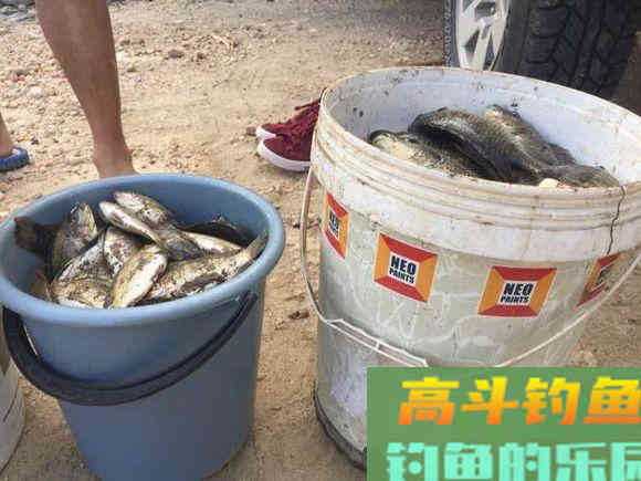 罗非鱼的习性解析，解析它爱谈恋爱的钓法