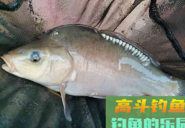 5斤以上的野生鲤鱼得这样钓!鲤鱼狡猾分等级 5斤以上的野生鲤鱼得这样钓!鲤鱼狡猾分等级