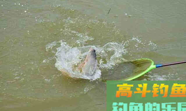 罗非鱼生活习性有哪些?我来告诉你 罗非鱼生活习性有哪些?我来告诉你