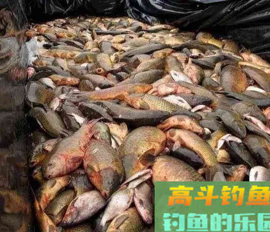 鲤鱼的力量！一场大水称霸澳洲河道，稻田