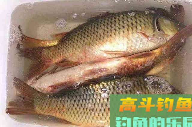 夏钓怎么征服大鲤鱼？这样一套钓法秘诀