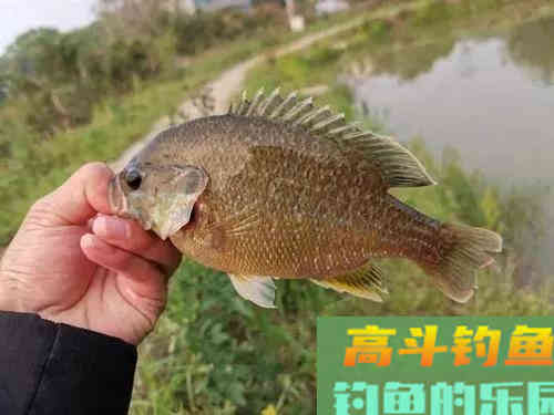 两小时钓80多条！小太阳鱼在北方多地泛滥