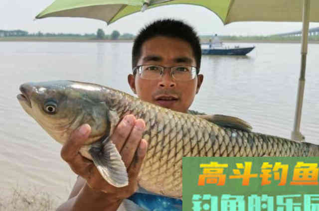 难怪草鱼钓了一尾又一尾,原来有这绝招 难怪草鱼钓了一尾又一尾,原来有这绝招