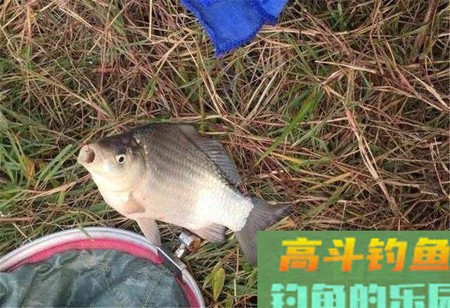 秋分之前钓鲫鱼,钓饵做到这两点 秋分之前钓鲫鱼,钓饵做到这两点