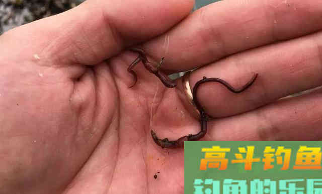 一钩拉饵一钩蚯蚓，秋冬野钓鲫鱼，屡创佳绩