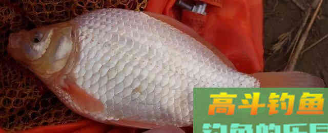 鲫鱼的哭泣!身体被放大,但肉质如嚼蜡 鲫鱼的哭泣!身体被放大,但肉质如嚼蜡