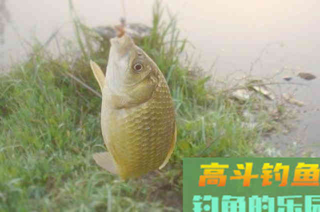 深秋野钓鲫鱼的，需要钓友牢牢记住的一些钓法技巧