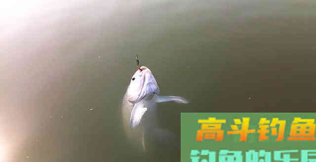 钓到大青鱼，原塘主要200块，钓友把鱼踢入水中