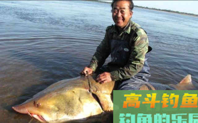 10种吃不起的淡水鱼,钓到这些鱼你就赚大了 10种吃不起的淡水鱼,钓到这些鱼你就赚大了
