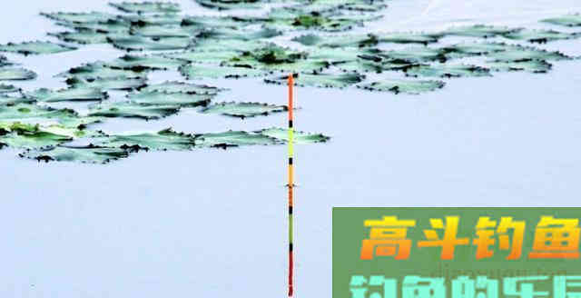 春天的鲤鱼要这样钓，才会持续上鲤鱼