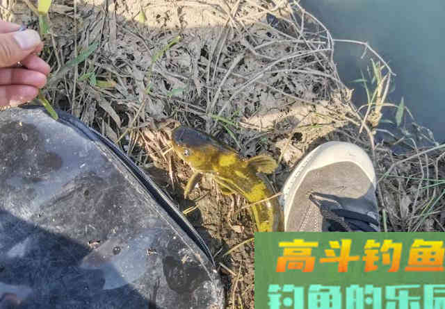 春雨绵绵，野钓黄辣丁最合适