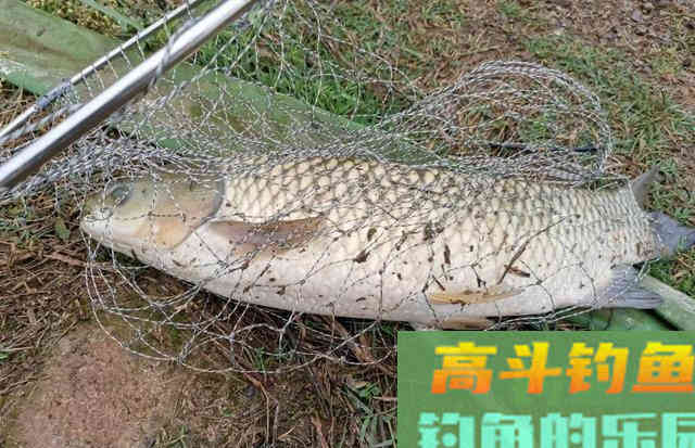 如何钓草鱼?应因地制宜,分析鱼情特点正确选择钓底 如何钓草鱼?应因地制宜,分析鱼情特点正确选择钓底