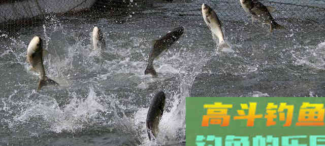 垂钓鲢鳙的这一天机，被养鱼十年的农户泄露