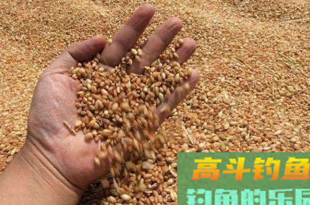 热天用来擒获鲤鱼,一根竿都钓不过来 热天用来擒获鲤鱼,一根竿都钓不过来