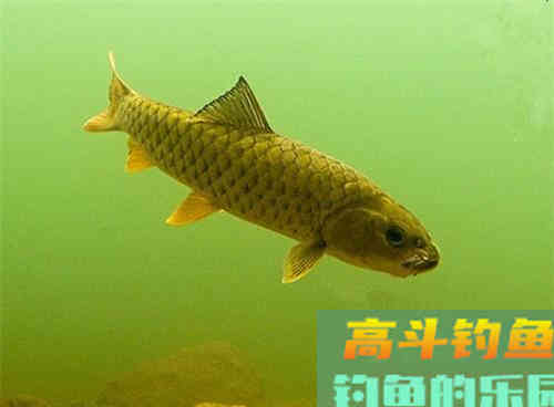 钓友常把它误认为草鱼,其实它是军鱼 钓友常把它误认为草鱼,其实它是军鱼