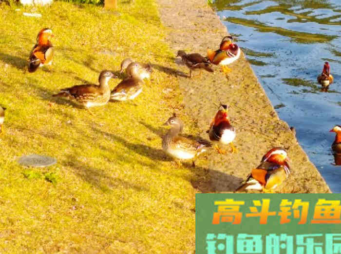 如何在浅水域钓大鲫鱼,学好这3个技巧,爆护不远了 如何在浅水域钓大鲫鱼,学好这3个技巧,爆护不远了
