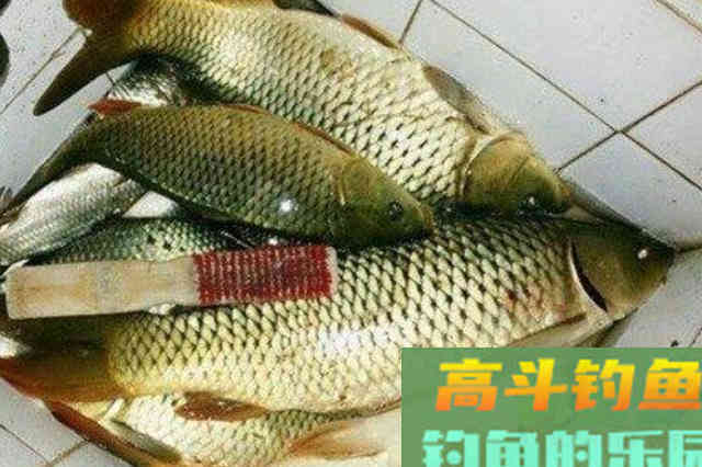 春天的鲤鱼为啥那么好钓？原来老司机是这样钓