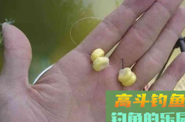 再次提醒：草鱼按我说的钓，隔三五天必钓一次
