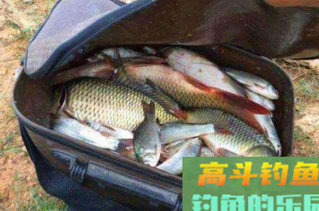 秋钓鲤鱼宁可不用小药,也要试用这三个制胜妙招 秋钓鲤鱼宁可不用小药,也要试用这三个制胜妙招