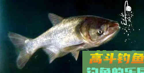 手竿钓鲢鳙：细分4个原因，避免有口不中鱼的提空竿
